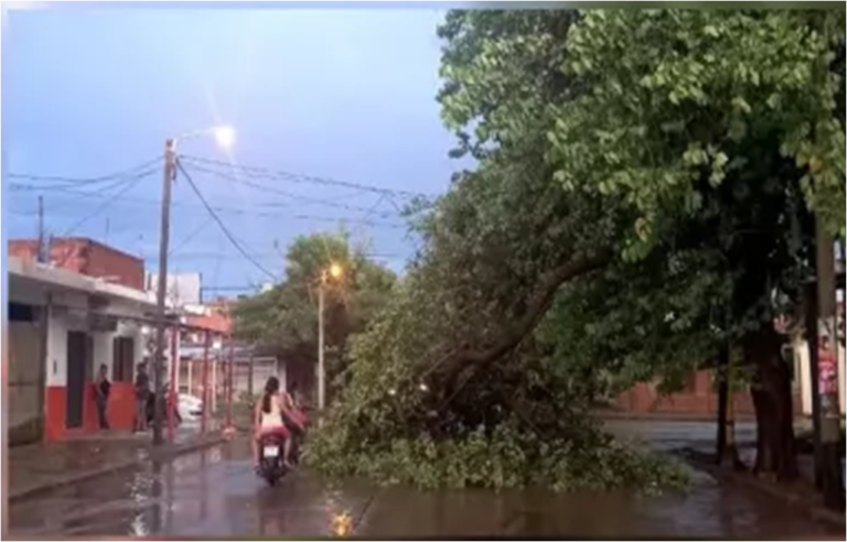 Tormenta, árboles caídos y heridos: el duro temporal que azota al norte salteño