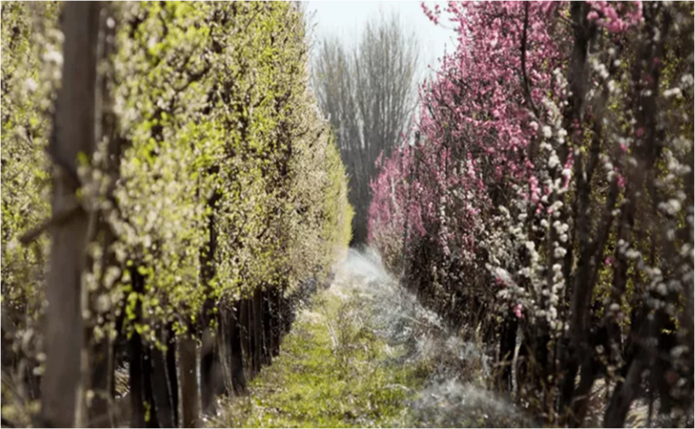 Declaran emergencia agropecuaria en Río Negro por heladas en zona frutícola y hortícola￼