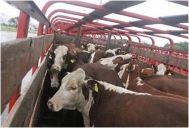 Rosario de la Frontera: Los imputados por estafa en la venta de ganado declararán por escrito￼