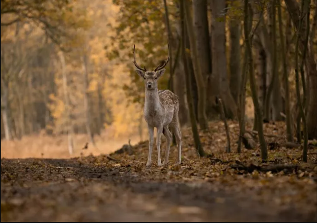 Paraguay: militar muere tras ser atacado por ciervo en la residencia presidencial