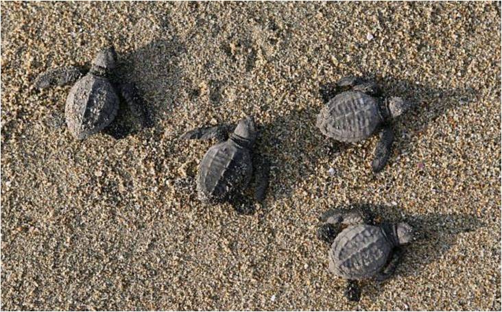 Una playa de Bali devuelve al océano tortugas en peligro de extinción