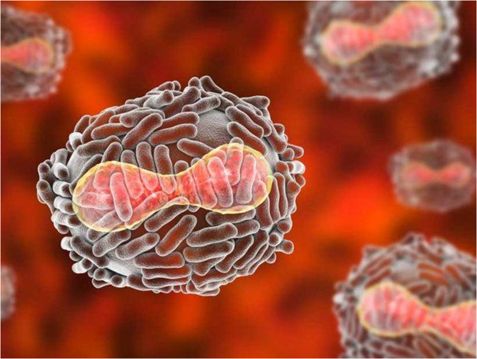 Alemania encarga 40.000 dosis de vacunas como precaución ante propagación de la viruela del mono￼