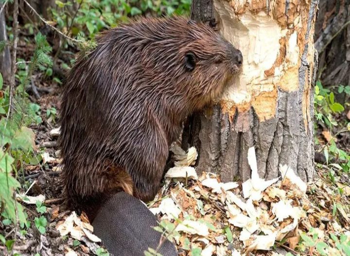 Insólito pero real: un castor dejó a 15 ciudades de Canadá sin internet