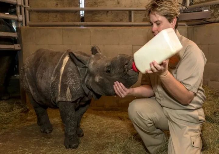 Sudáfrica instala nuevo santuario para bebés rinocerontes huérfanos