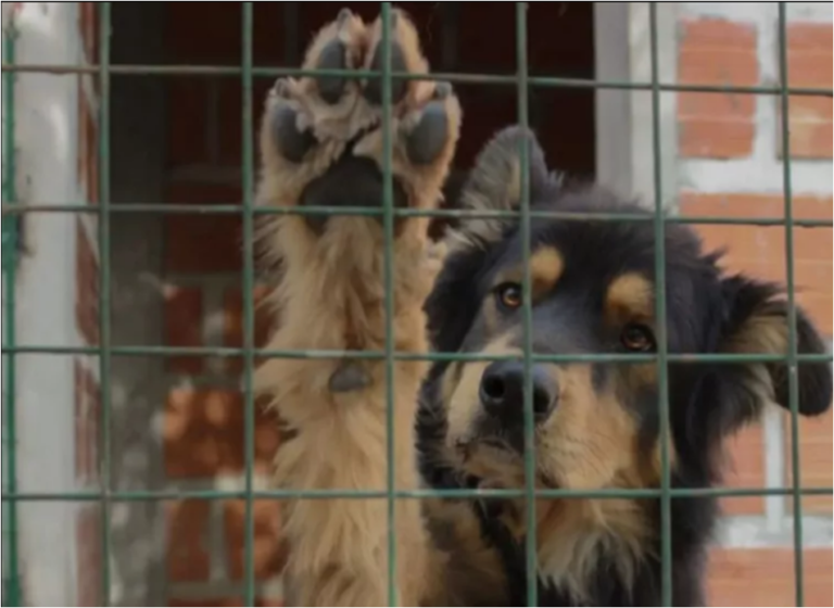 ¿Cómo decirle “no” a esa carita? 46 perros buscan un hogar