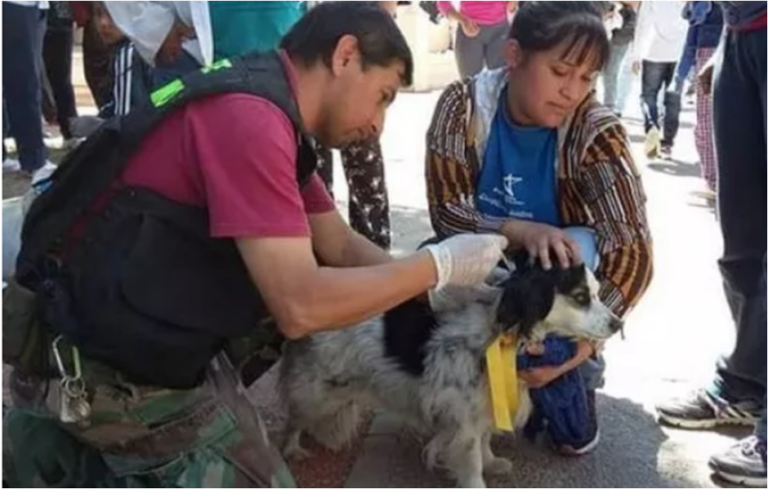 Los perros peregrinos contarán con sus propios puestos de atención y cuidado