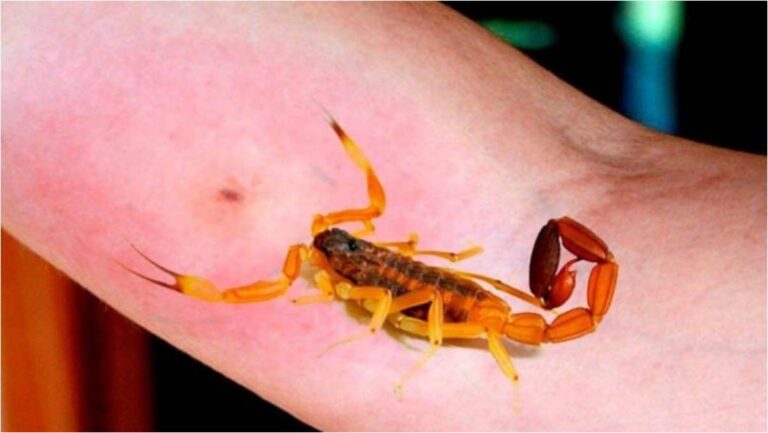 Precaución en las casas de Salta Capital: una mujer contó que apareció un alacrán en la ducha de un niño