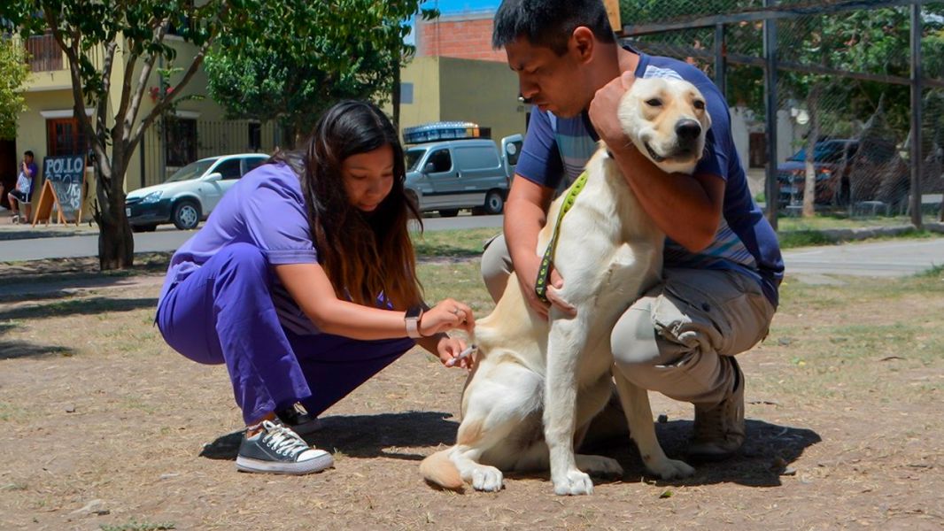El viernes vacunarán contra la rabia a perros y gatos frente al hospital Señor del Milagro