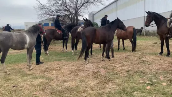 Más de 600 animales sueltos en la vía pública fueron incautados en lo que va del año