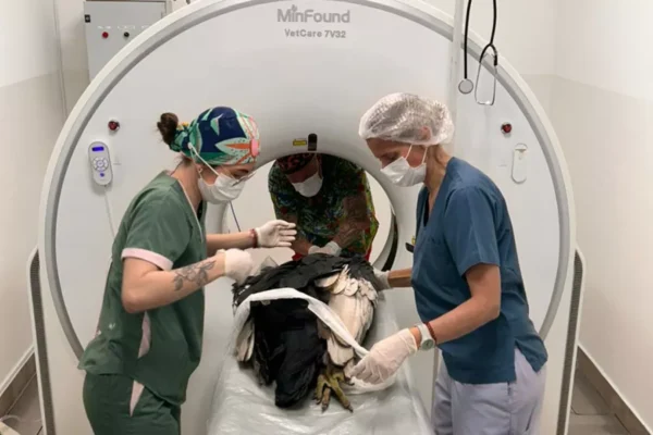 Evoluciona favorablemente el cóndor encontrado en San Lorenzo Chico