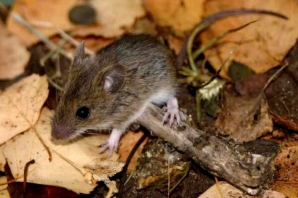 Se insta a reforzar las medidas para prevenir la infección por hantavirus