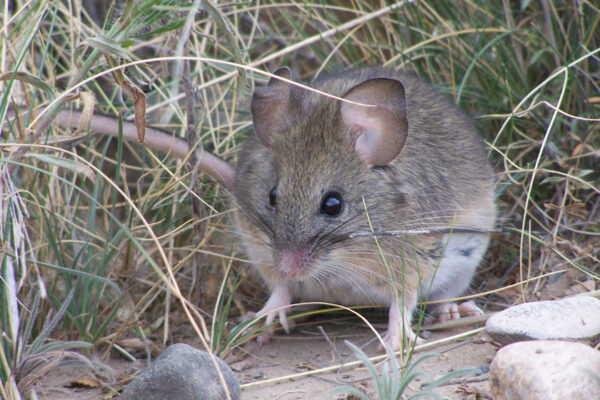 Salta concentra el 81% de los casos de hantavirus del NOA en plena temporada récord: la provincia registra la tasa de incidencia más alta del país